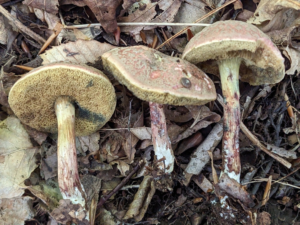 Boletus subparvulus