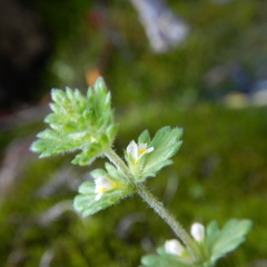 Euphrasia subarctica
