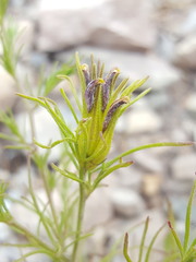 Cordylanthus wrightii wrightii