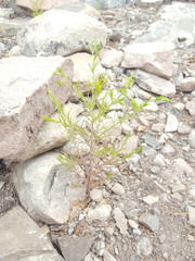 Cordylanthus wrightii wrightii