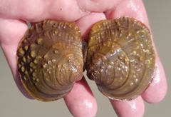 Cyclonaias tuberculata