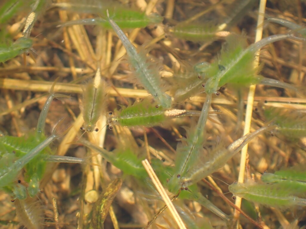 Branchinella kugenumaensis