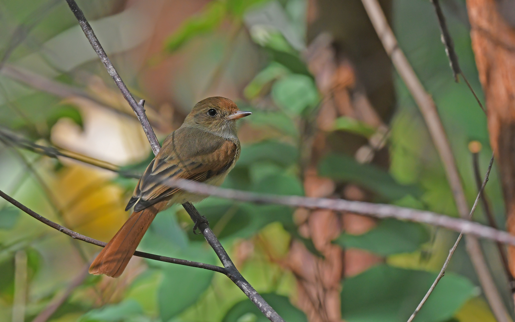 Ash-throated Casiornis (Casiornis fuscus), photo 10