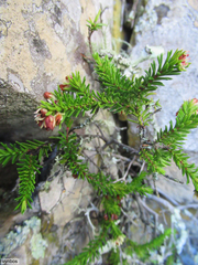 Erica depressa