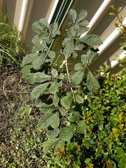Handroanthus chrysotrichus