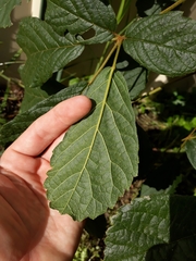 Handroanthus chrysotrichus