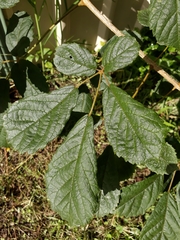 Handroanthus chrysotrichus