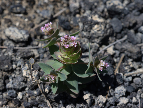 Aethionema arabicum (Aethionema arabicum)