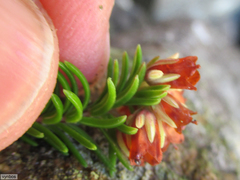 Erica depressa