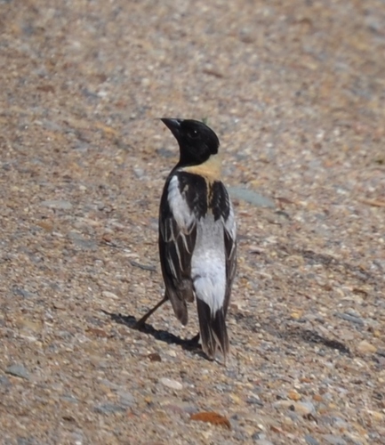 Bobolink
