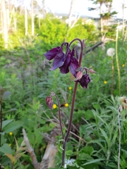 Aquilegia vulgaris