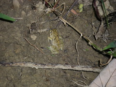 Fejervarya sakishimensis