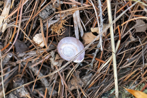 Huachuca Woodland Snail