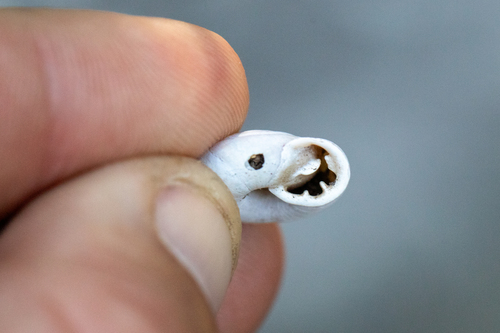 Huachuca Woodland Snail