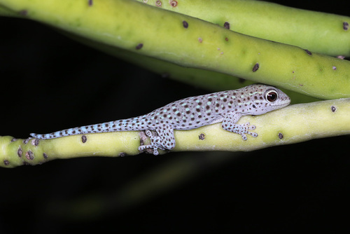 Short-headed Day Gecko