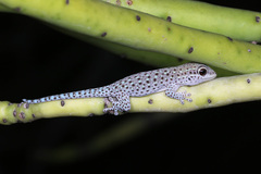 Short-Headed Day Gecko photo 1