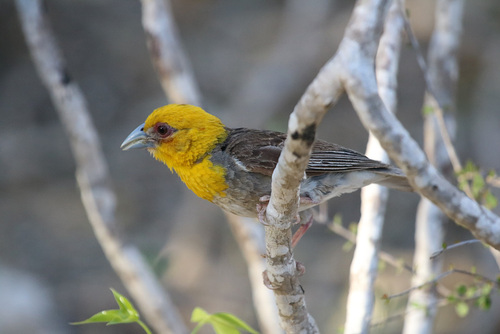 Sakalava Weaver