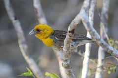 Sakalava Weaver photo 1