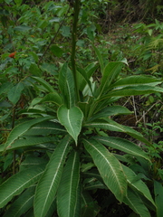 Lobelia robusta