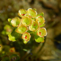 Chrysosplenium tetrandrum