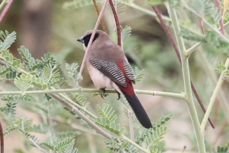Black-cheeked Waxbill illustration