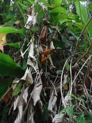 Heliconia bihai