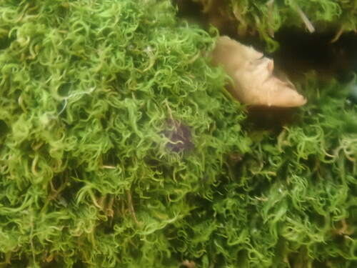 Image of Montane Dicranum Moss (Dicranum montanum) by no rights reserved