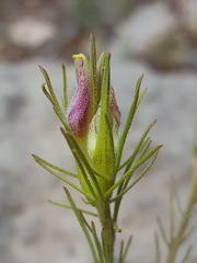 Cordylanthus wrightii wrightii