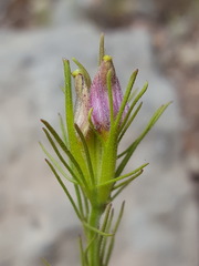 Cordylanthus wrightii wrightii