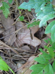 Brachypremna dispellens