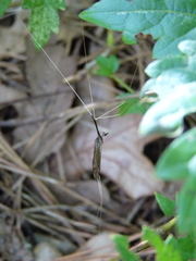 Brachypremna dispellens