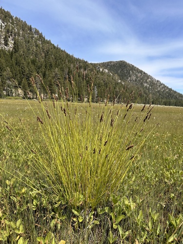 Image of Lesser Tussock Sedge (Carex diandra) by (c) Matt Berger, some rights reserved (CC BY)