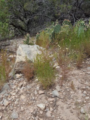 Cordylanthus wrightii wrightii