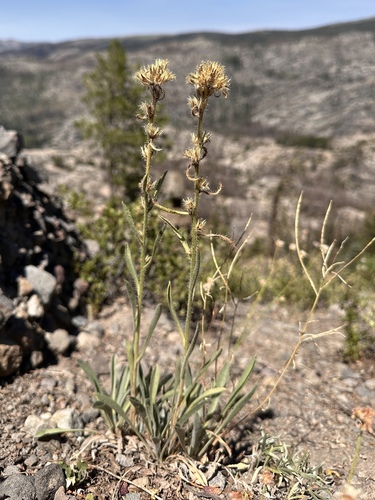 subalpine cryptantha (Oreocarya crymophila)