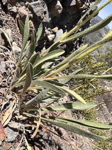 Image of Oreocarya crymophila by (c) Matt Berger, some rights reserved (CC BY)