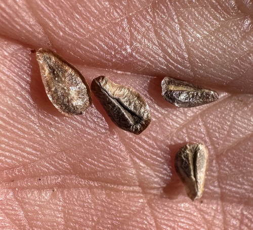 Image of Oreocarya crymophila by (c) Matt Berger, some rights reserved (CC BY)
