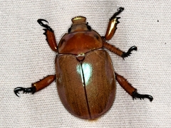 Anoplognathus viriditarsis