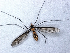 Leptotarsus clavatus