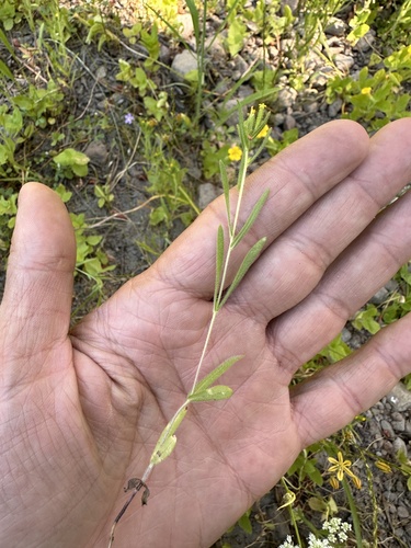 Image of Madia glomerata by (c) Matt Berger, some rights reserved (CC BY)
