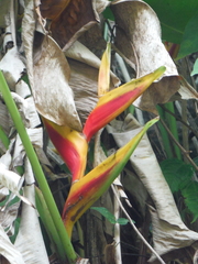 Heliconia bihai