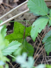 Brachypremna dispellens