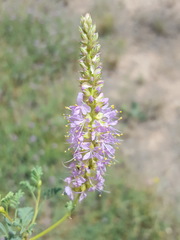 Dalea scariosa