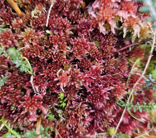 Image of Sphagnum rubellum by (c) Helen Waterman, some rights reserved (CC BY)
