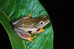 Whitebelly Reed Frog photo 4