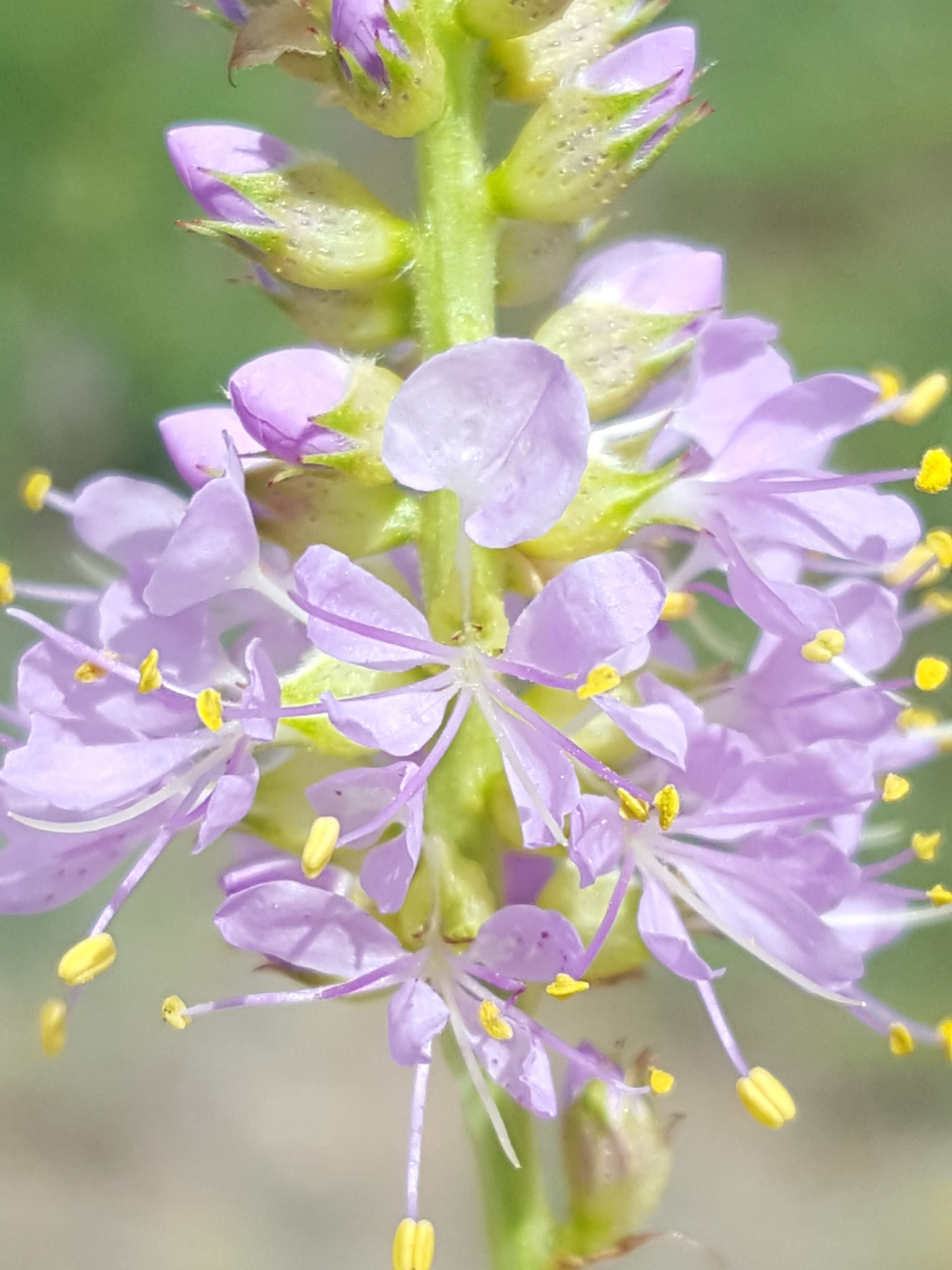 Dalea scariosa
