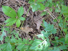 Brachypremna dispellens