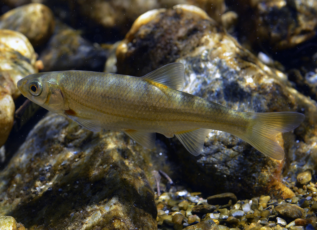 Blageon (Telestes souffia) — Cyprinidae