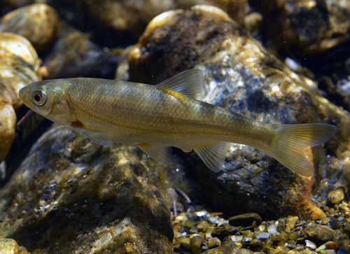 Blageon (Telestes souffia) — Cyprinidae