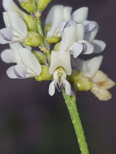 Ladeania lanceolata