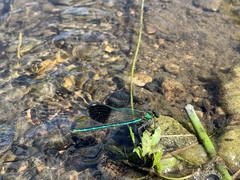 Calopteryx aequabilis